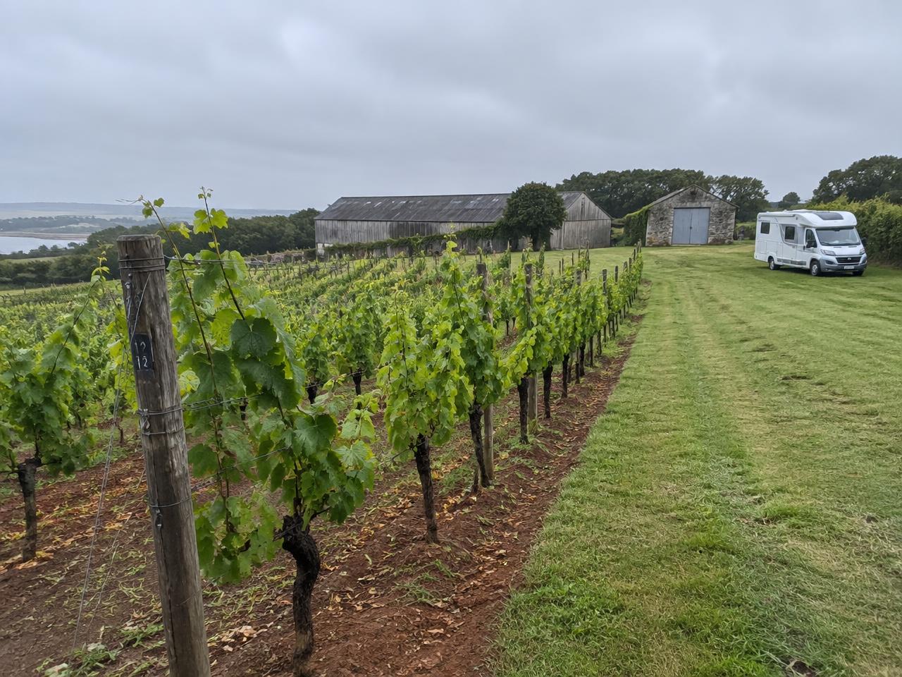 Vineyard terrace near Truro